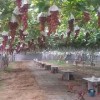 红巴拉多葡萄苗基地：优质的葡萄苗出售