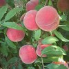 批发毛桃新品种|划算的桃树新品种优选青州利民苗木