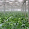 山西全新太原智能温室建造 太原智能温室建造