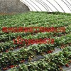 草莓温室建设技术哪家好：草莓温室厂家