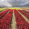 晋中花卉种植 益兴诚温室专业承建花卉种植温室
