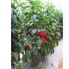 专业供应优质甜椒种子——黑龙江炒椒种子厂家