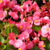 鸿润花卉苗木出售优质的海棠，海棠培育基地