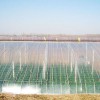 山东信誉好的po膜生产基地-大棚膜价格