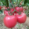 LOOK【销量嗖嗖滴！】优质西红柿种子 耐裂果西红柿种子