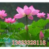 荷花|保定专业的盆栽荷花提供商