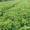 细叶金丝楠木树苗|销量好的金丝楠木树推荐