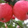 美国八号苹果 想要品种好的夏美苹果苗就来一边倒果树研究所