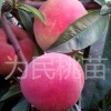 吉林映霜红 山东映霜红供应商