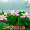 盆栽荷花供应商哪家好 盆栽荷花采购