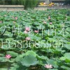 潍坊专业的水生植物提供商，荷花种植基地