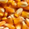 简阳正旺农牧大量求购玉米小麦大米大豆等饲料原料