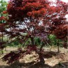 山东优质红枫盆景批发-山东五角枫大树
