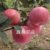 山东苹果苗价格信息——苹果苗批发