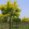 黄金槐，山东哪里有出售黄金槐