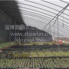 山东结实耐用的多肉养殖1代棚_多肉养殖棚造价