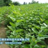 苗木|品种好的园林绿化推荐