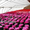 新的花卉温室大棚建设咨询热线-淄博土建大棚