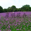 厂区绿化用花卉 供应山东质量好的柳叶马鞭草