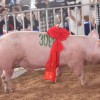 想买好的新美系种猪就到吴小用家庭农场 具有价值的新美系种猪；新美系杜洛克公猪、母猪