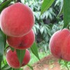 映霜红桃苗基地-供应山东有品质的映霜红桃苗