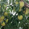 供应山东高质量的黄金桃树苗，江苏黄金桃