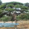 供应青海有品质的园林绿化——西宁油松销售