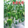太空九号甜椒种子时时更新批发价格_高质量太空椒种子