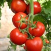河南大红西红柿苗|要买西红柿种苗就到百丰农业技术服务