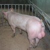 吴小用家庭农场出售优质新美系种猪-驻马店新美系种猪；新美系杜洛克公猪、母猪
