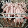 划算的河南种猪厂，河南优质新美系杜洛克公猪供应