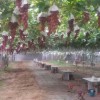 红太阳葡萄苗种植-优质葡萄苗大量批发