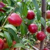 贵州大棚专用桃苗——在哪能买到好种植的大棚专用桃苗