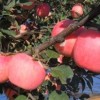 临沂矮化苹果,临沂矮化苹果苗基地,临沂矮化苹果苗种植基地