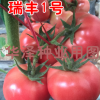 供应越冬早春耐寒西红柿种子—瑞丰1号