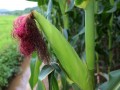 广东:2018年国审试验水稻玉米大豆品种申报通知