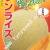 红艳-日本进口特色黄皮黄肉网纹甜瓜种子