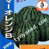 桔宝-日本原装进口礼品西瓜种子