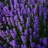 出售.薰衣草种子.紫花苜蓿种子.风铃木种子等