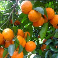 爱媛38号苗，爱媛柑橘苗，爱媛嫁接苗，爱媛苗价格