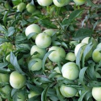 李子苗批发，李子苗价格，嫁接李子苗，青脆李子苗