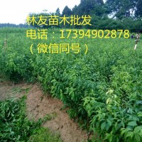 青脆李子苗，青脆李批发，青脆李子树，青脆李子树价格