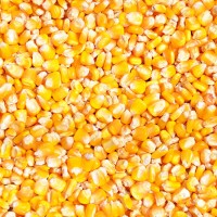 饲料厂长期求购玉米、小麦、高粱等原料
