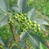 旺苍嫁接藤椒苗批发|旺苍无刺藤椒苗基地