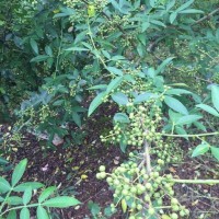 青川可以种种植藤椒苗吗|青川藤椒苗价格