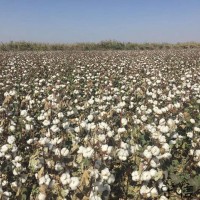 新疆优质高产棉花种子|守信种业|新陆中66