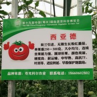 西亚徳-越冬好西红柿，耐低温西红柿种子