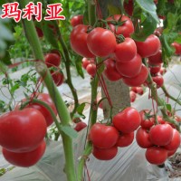玛利亚-越夏西红柿种子，耐高温西红柿种子