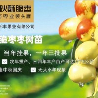 适合南方种植的枣树苗 中秋酥脆枣苗