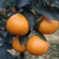 爱媛38号和红美人柑橘区别 爱媛果冻橙同一个品种